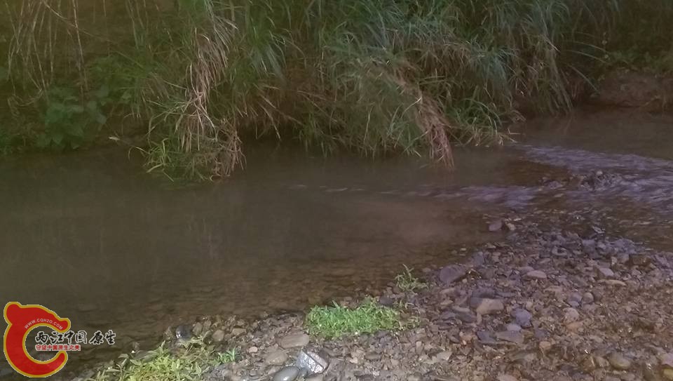混濁的溪水是剛剛採集過的地方