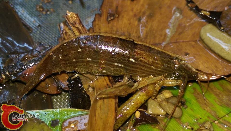 剛剛採集到的網球蝦