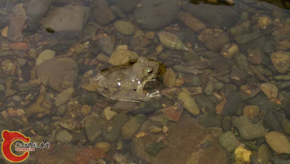 夜晚裡的溪中許多可愛的樹蛙