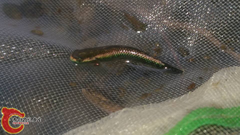 剛入網的紫身枝枒~由於家裡已經有了所以回家前就轉送給魚友了