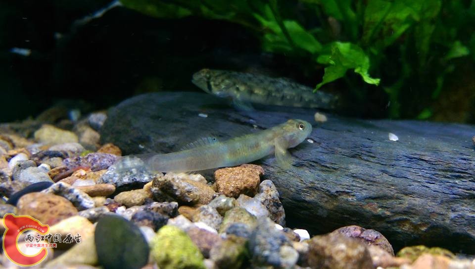 回家下缸後才確認出是我夢裡出現過好幾次的韌蝦虎