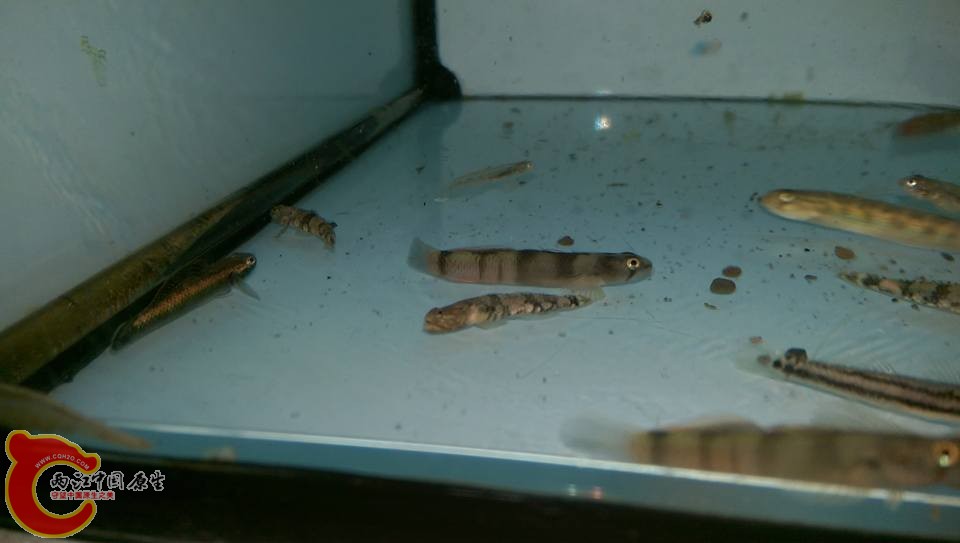 隔離缸~回家前先分類隔離並下些驅蟲藥