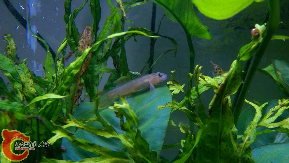 南部的明潭吻體型比北部小一些