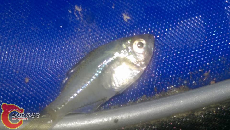 在近出海口地方採集但是還沒對照出的魚