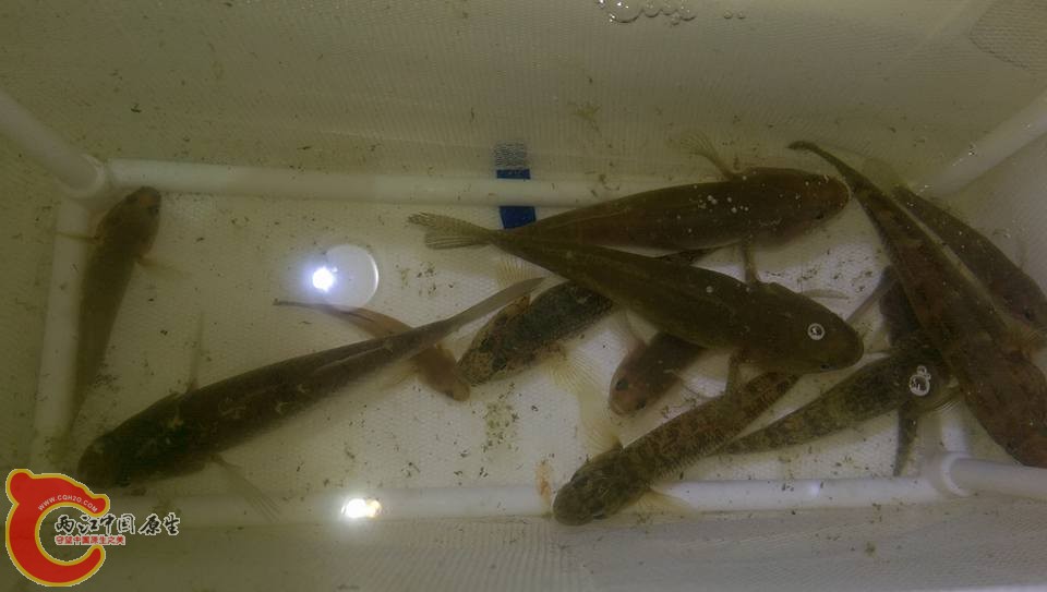 第一階段收穫~由於是夜間採集有的魚種不好觀察所以先採集再篩選