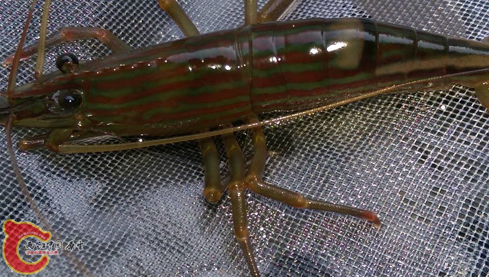 這次採集到很大體型母的細紋沼蝦