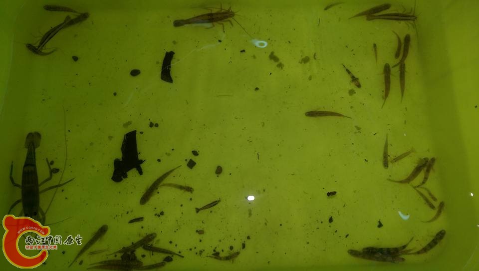 第一階段採集還沒分類的魚跟蝦