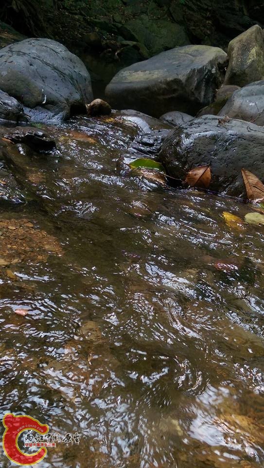 網球蝦的棲息處