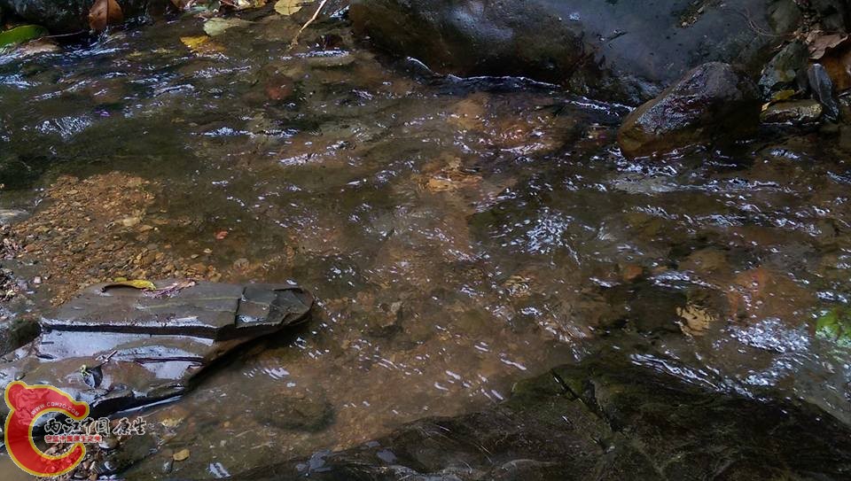 網球蝦的棲息處