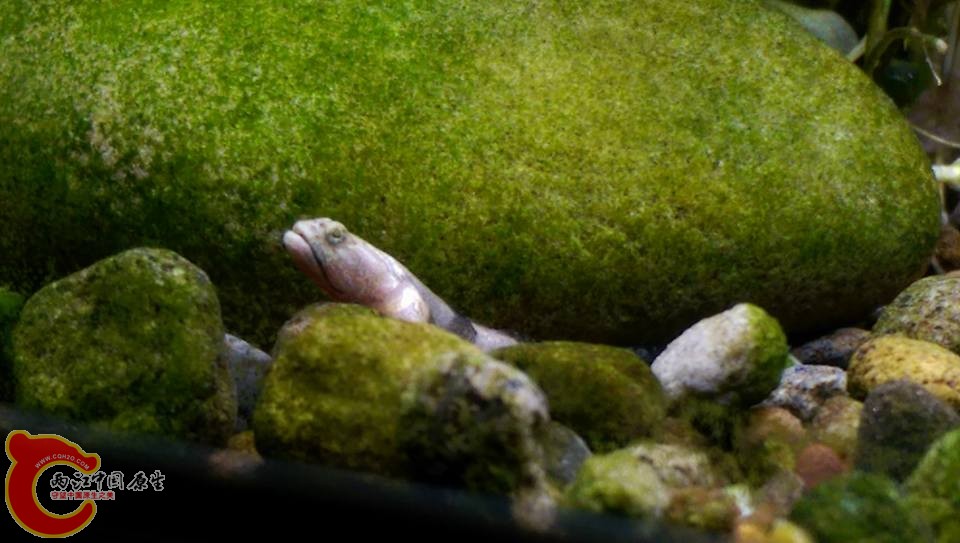 剛下缸的裸身蝦虎