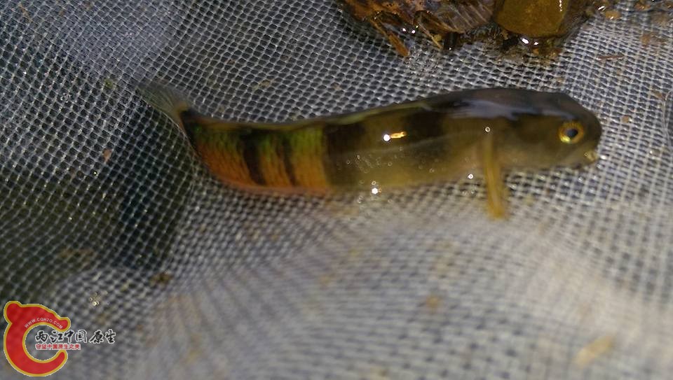 剛入網的大黃瓜