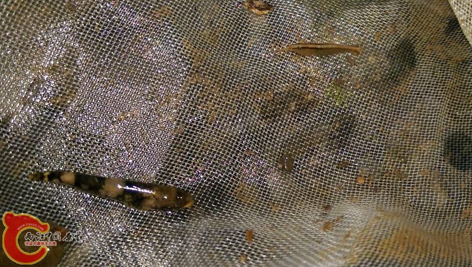 剛入網的裸身蝦虎