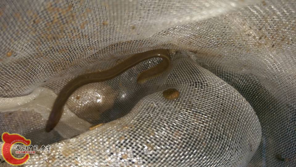 被光線吸引出來的小縵