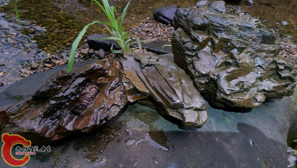 挑了三個很重卻很有型的溪石扛回家~準備佈置新缸用