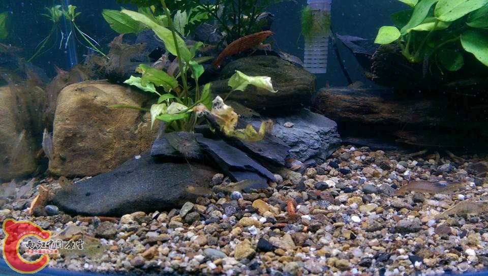 這缸剛擴的新缸用來放米蝦