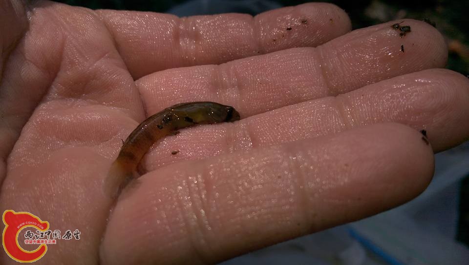 剛採集到的黃瓜