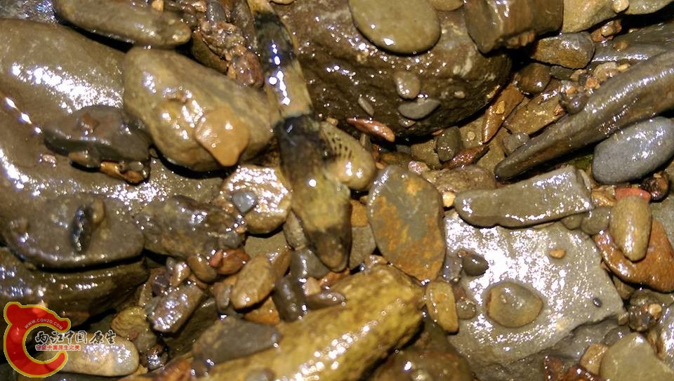 很傷網子的裸身蝦虎採集