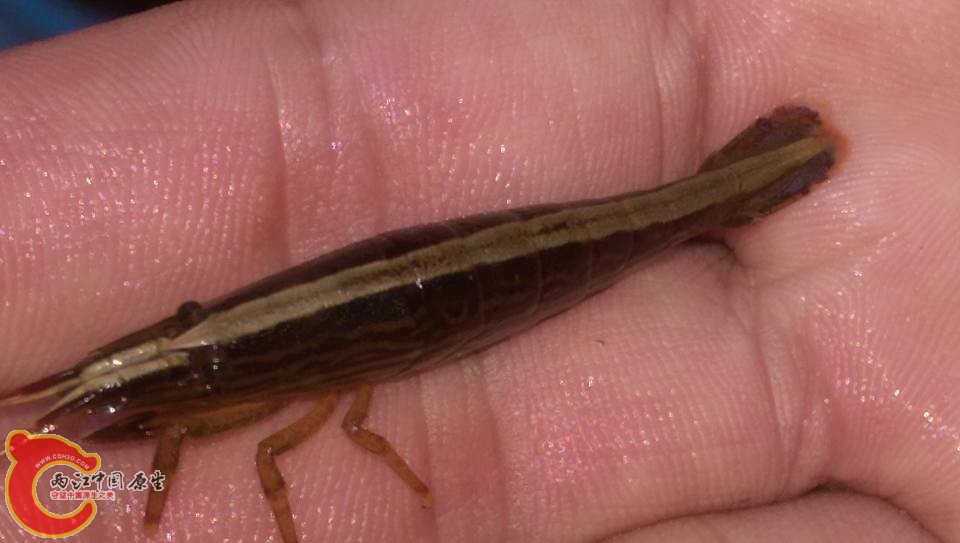 剛採集到的網球蝦