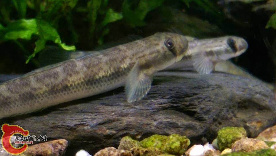 新、舊的寬頰禿頭鯊