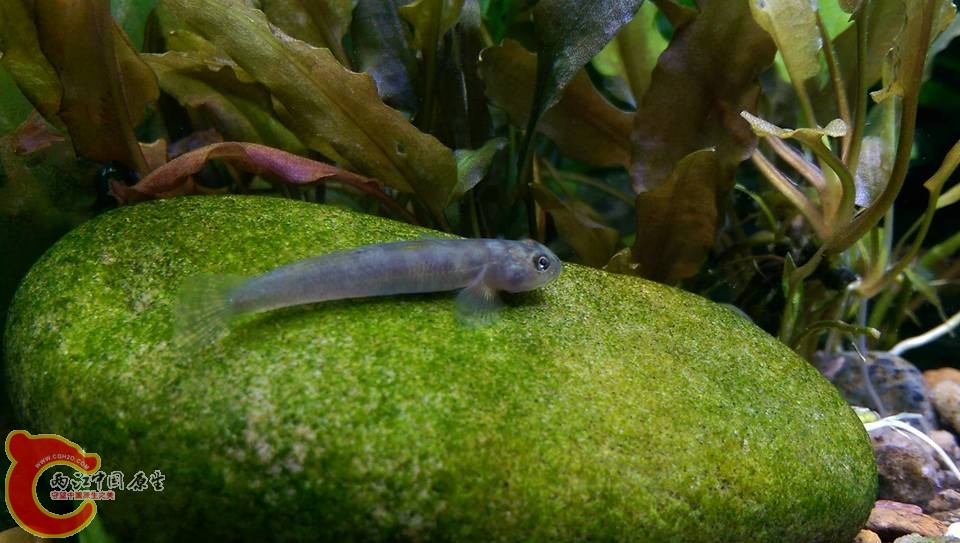 剛下缸的韌蝦虎