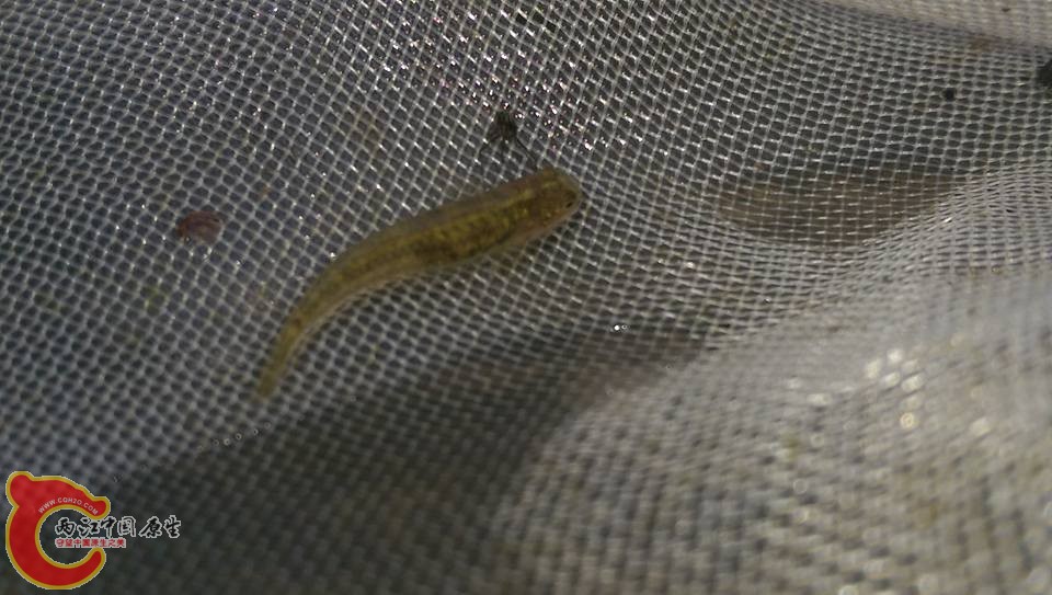 小黃瓜~拍完照也立即放回溪裡