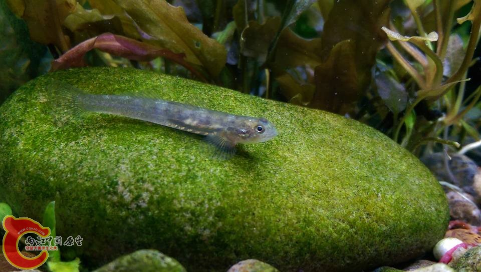 還在確定中的蝦虎