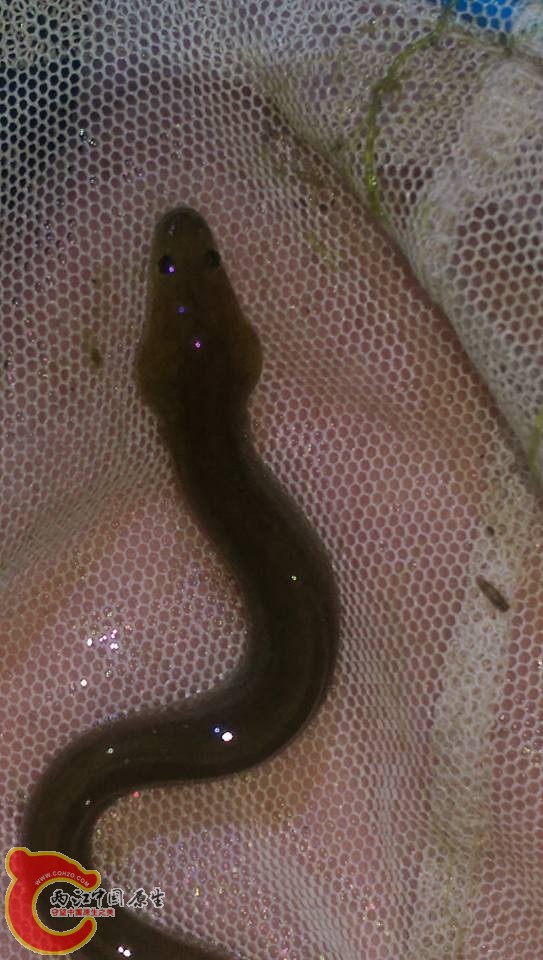不小心矇到的鰻~拍完也是立即放回溪裡