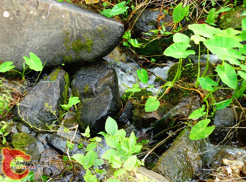 DSC02353.JPG