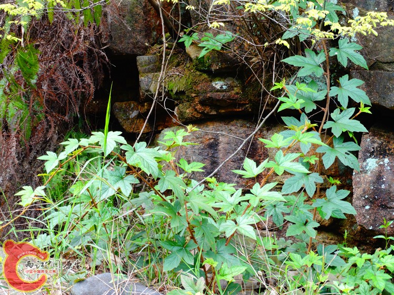 DSC02366.JPG
