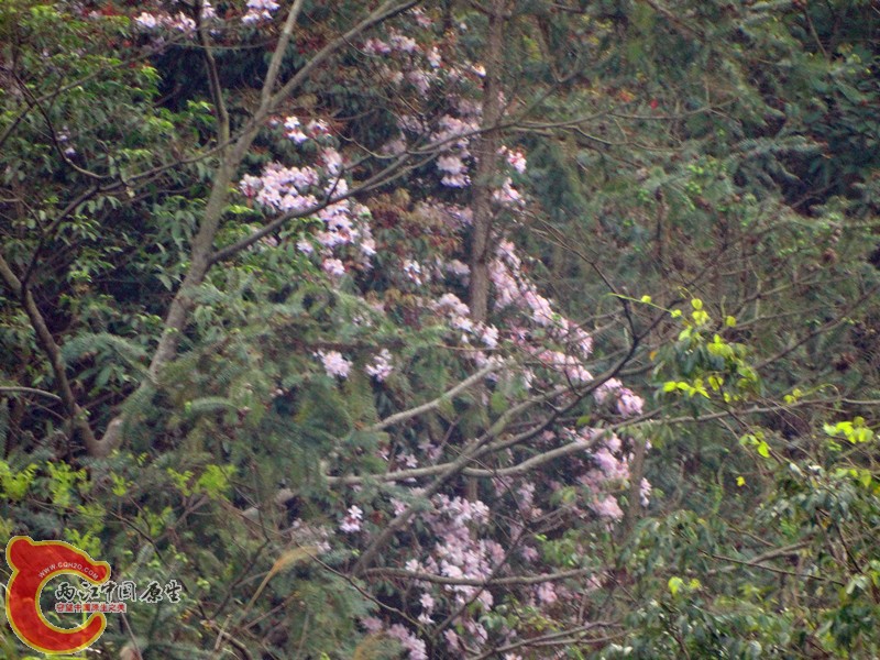 DSC02387.JPG