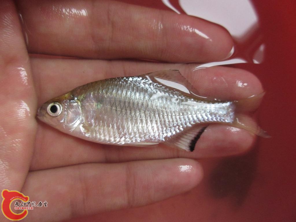 采集地：山东。体长8.5 cm