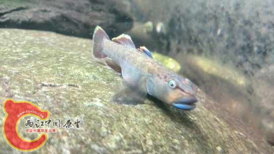 东北褐吻 东北褐吻