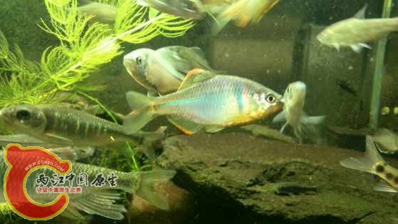 中华鳑鲏 中华鳑鲏