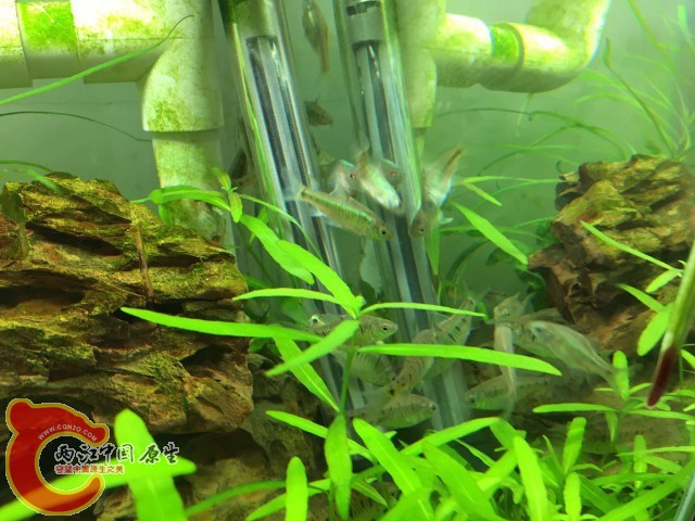 WeChatImage635958203414627648 (2) - 副本.jpg