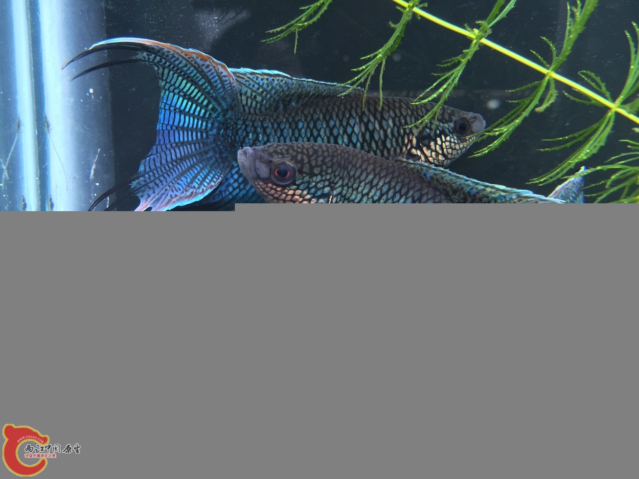 IMG_6420.JPG