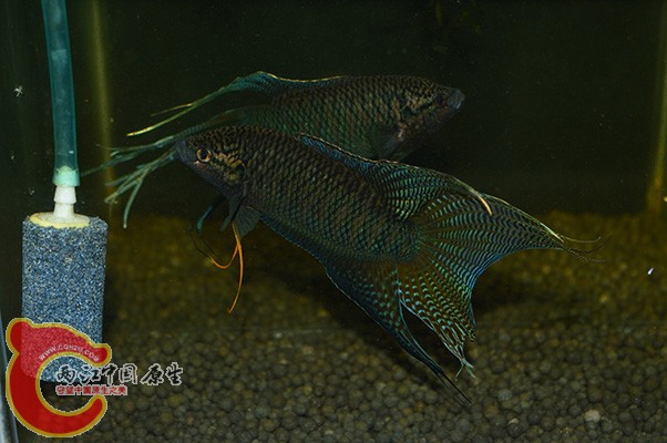 DSC_0097 副本.jpg