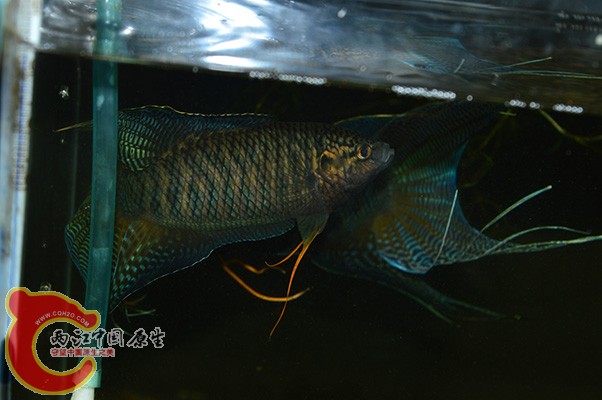 DSC_0102 副本.jpg