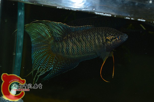 DSC_0106 副本.jpg