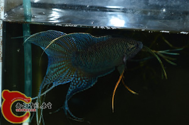 DSC_0120 副本.jpg