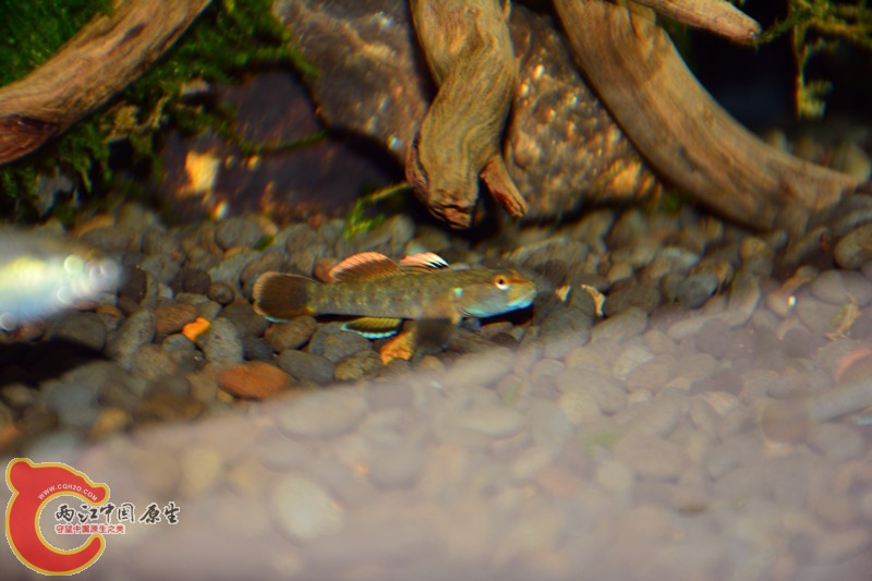 DSC_1738.JPG