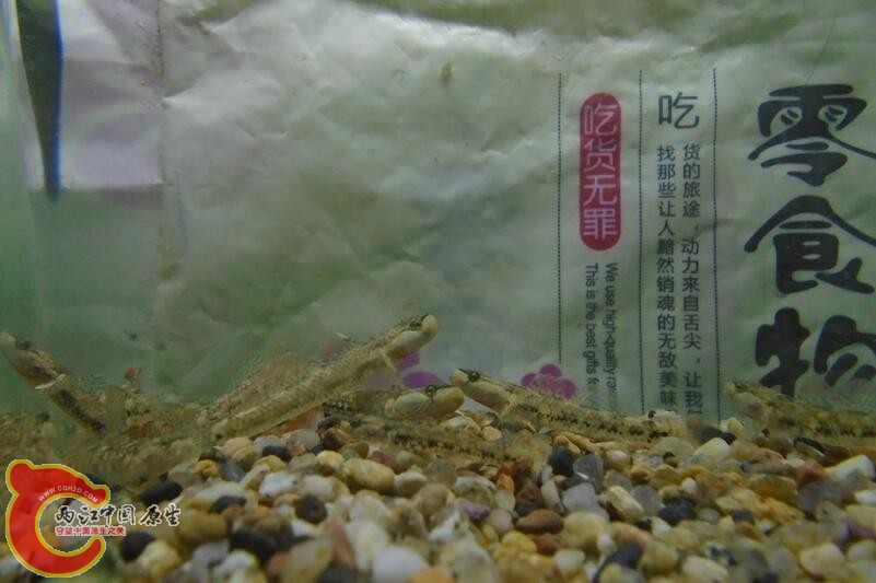 黄1.jpg