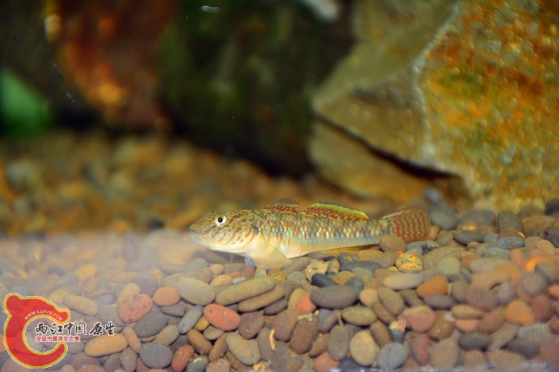 DSC_1795.JPG