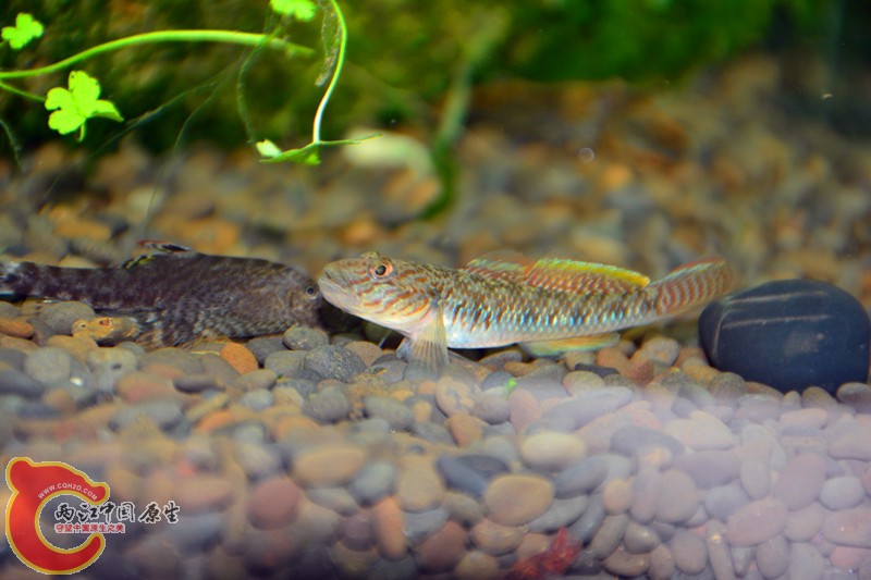 DSC_1797.JPG