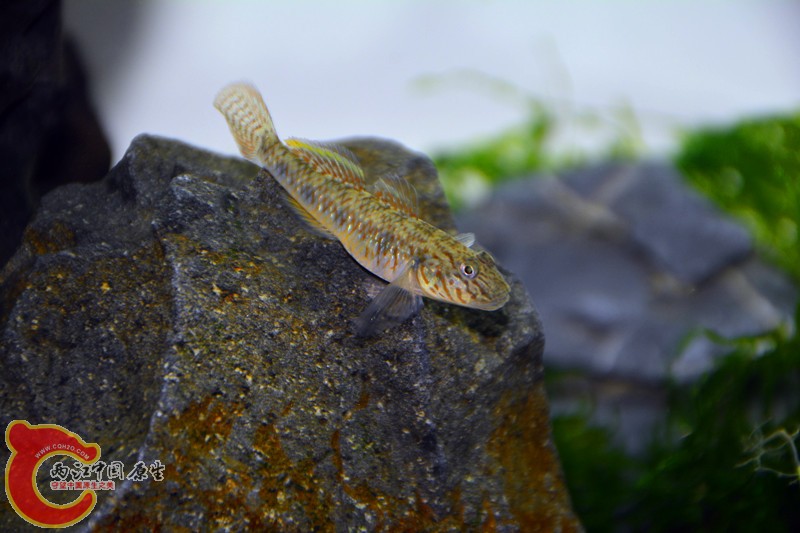 DSC_1798.JPG