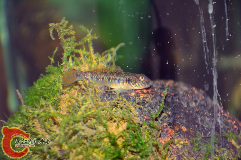 DSC_1800.JPG