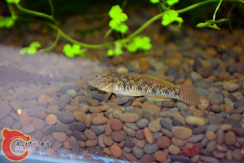 DSC_1801.JPG