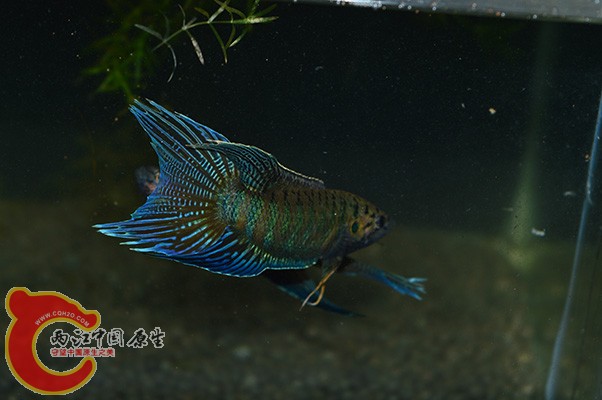 DSC_0276.JPG