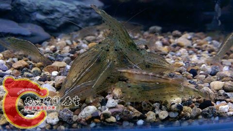 在蝦缸隨便脫衣服的下場