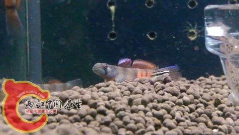 在同行朋友家裡偷拍他採集的黃瓜