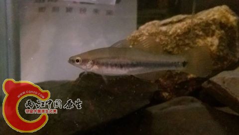 最近才對到名字的魚~ 擬鯉短塘鱧將近6公分
